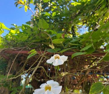 Baler Complejo | Lotus Sun & Waves Beach Resort