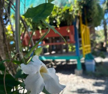 Baler Complejo | Lotus Sun & Waves Beach Resort