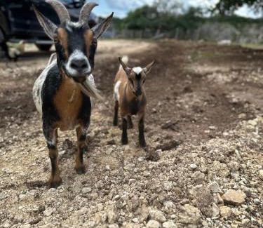 Bandera Casa | Lucky Star Ranch - Starlight