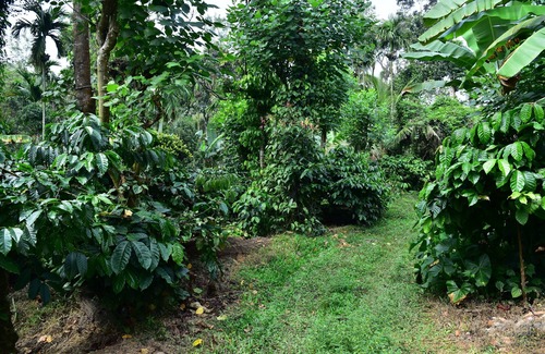 Virarajendrapet Casa | Madhuvana Homestay Coorg