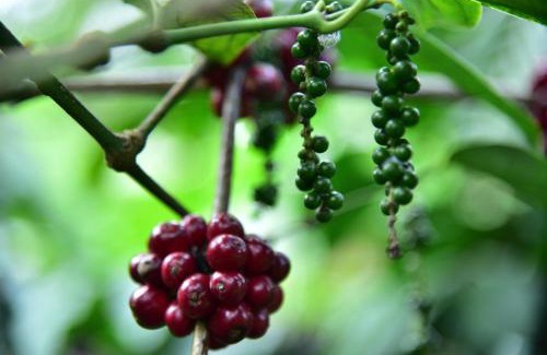 Virarajendrapet Casa | Madhuvana Homestay Coorg