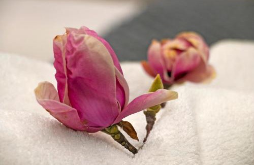 Claremont Apartamento | Magnolia Cottage