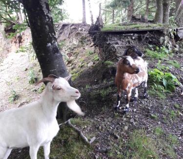 Plougonven Casa | Maison dans un environnement boisé très calme