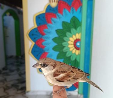 Aswan Casa | malindy KA ماليندى كا