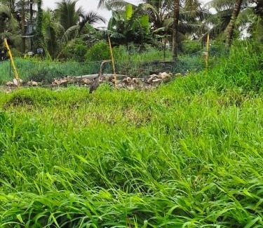 Kumarakom Casa | Mango Kerala Homes