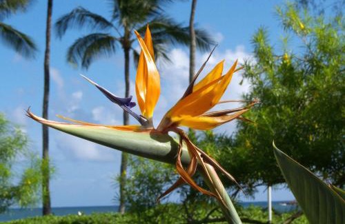 Koloa Casa | Manualoha 303