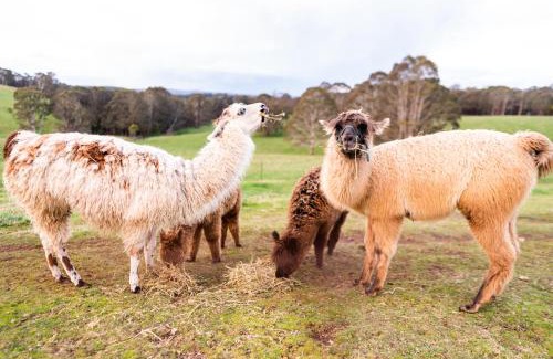 Jenolan Casa | Mckeown's Rest at Kenzell Farm