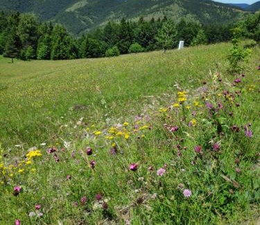 Mokra Gora Apartamento | Medeni sat Mecavnik