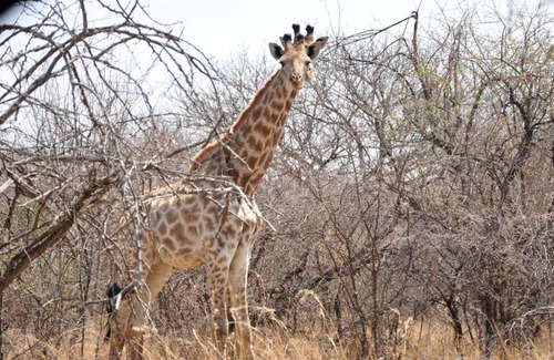 Madibeng Cabina | Mokuru Private Nature Reserve