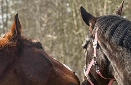 Selmsdorf Otro | Mongolische Jurte auf Landhof inmitten der Natur bei Lübeck