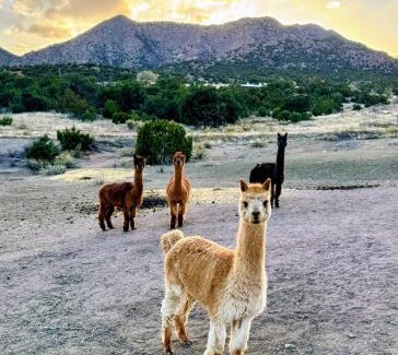 Canon City Casa | Mountain Farm Stay, Alpacas and Views, Royal Gorge 15min