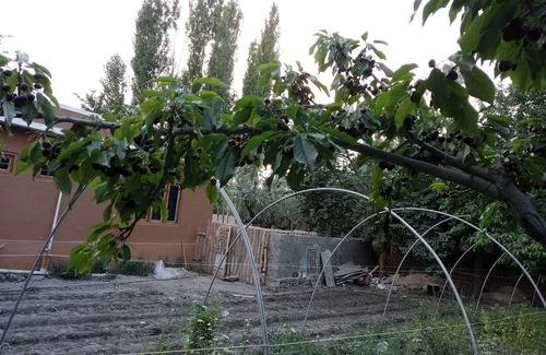 Skardu Casa | Mountain view with big garden and beautiful view of apricots cherry, treesand .