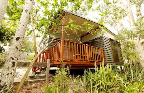 Mount Warning Otro | Mt Warning Rainforest Park