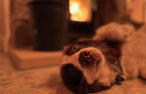 Taddington Casa | Muddy Paws Cottages - The Nook