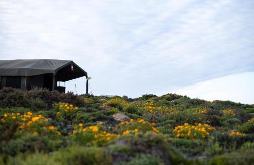 Kamiesberg Otro | Namaqua Flowers Beach Camp