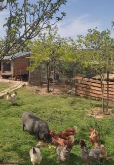 Batalha Cama Y Desayuno | Nature et al House - Casa para uso exclusivo e jardim - Little farm