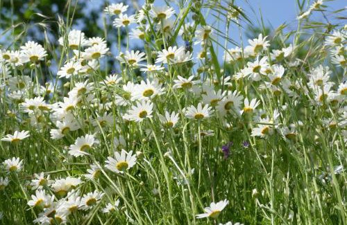 Welzow Apartamento | Naturgarten Karlsfeld in der schönen Lausitz