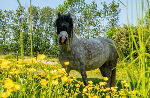 Sommelsdijk Cabina | Natuurhuisjes Lust en Last