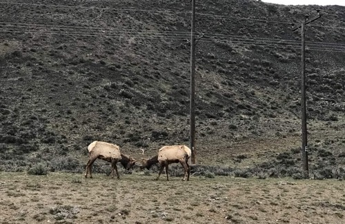 Gardiner Apartamento | ~ Nuevo ~ Yellowstone Rock Studio