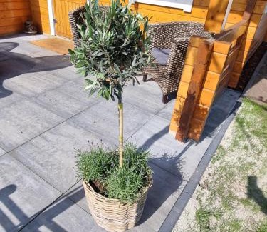 Anloo Otro | Nieuw - Luxe Blokhut Chalet in bosrijke omgeving