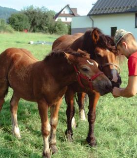 Poreba Wielka Casa | Noclegi i Agroturystyka Dorota Rusnak