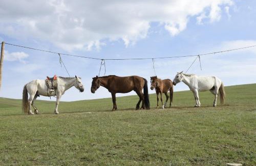 Sergelen Casa | Nomad Equestrian Stable