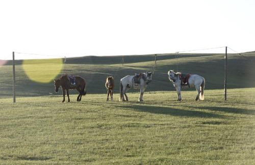 Sergelen Casa | Nomad Equestrian Stable