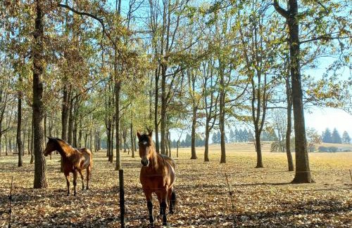 Nottingham Road Apartamento | Oakridge Farm Cottage