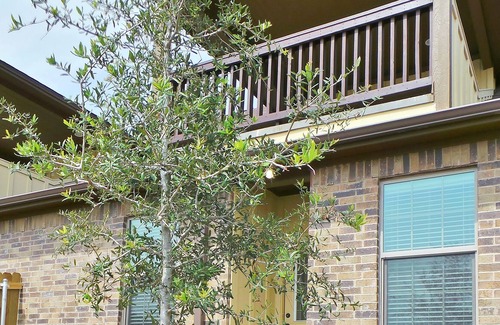 Wellborn Casa | Ol 'Army Retreat ~ Aggieland Alquileres vacacionales