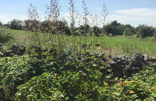 Pallaskenry Cabaña | Old World Charm Country Cottage Near Adare