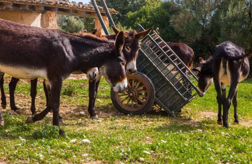 Algaida Casa | Oliver Moragues Grandhouse & Vineyard