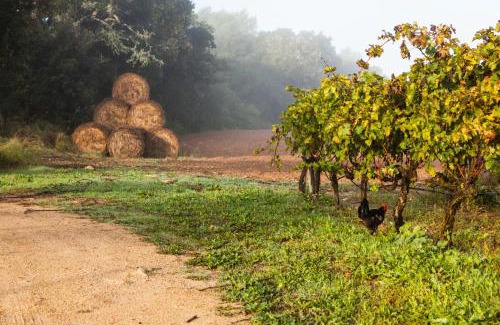 Algaida Casa | Oliver Moragues Grandhouse & Vineyard