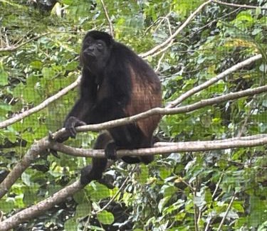 Cahuita Casa | Papaya Wildlife Lodge