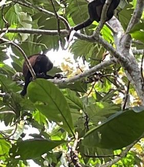 Cahuita Casa | Papaya Wildlife Lodge
