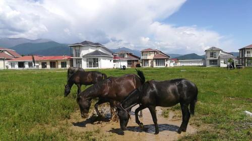 Telavi Complejo | Paradise Investment Resort