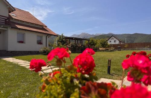 Cristian Casa | Pensiunea Artemis