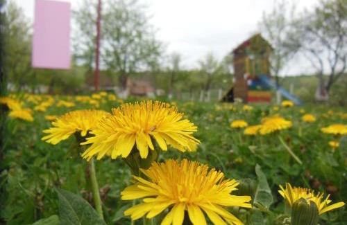 Bazna Casa | Pension Bassen