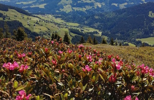 Niederau Cabaña | Pension Sonja - double room, shower or bath, toilet, 1 bedroom