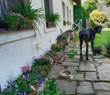 Havlickuv Brod Apartamento | Penzion Farma Dolík