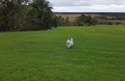 Kings Forest Apartamento | Pet Friendly Accommodation Kingslciff Queen size, selva tropical y terrenos para mascotas