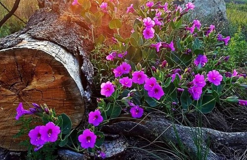 Quemado Alquiler De RV | Pet-friendly camping in the mountains