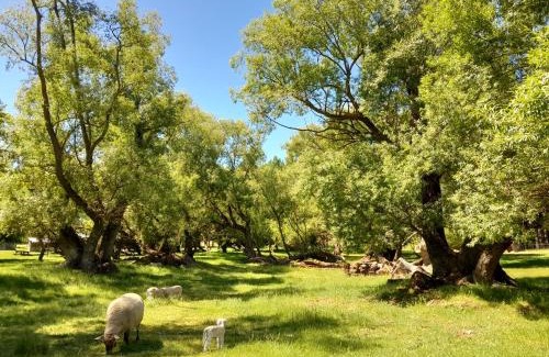 Waipiata Cabina | Peter's Farm Lodge