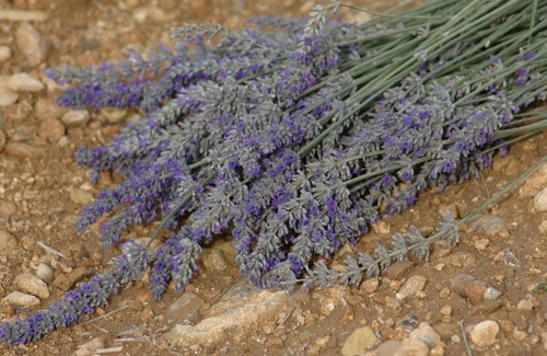 Saint-Martin-de-Bromes Casa | ¡Pintoresca casa de pueblo medieval y provenzal (Alpes de lavanda)!