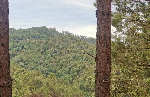 San Sebastian Rio Hondo Cabina | Cabaña LOS PINOS MAGICOS