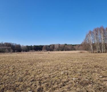 gmina Kampinos Otro | Pole namiotowe Chesterfield
