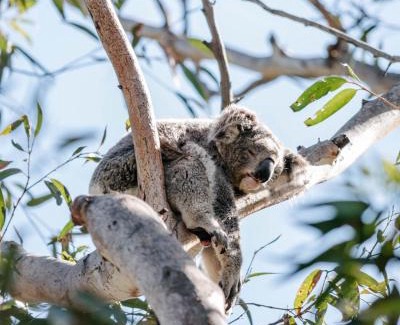 One Mile Complejo | Port Stephens Koala Sanctuary