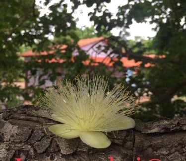 Mambai Cabina | Pousada e Chales Mambaí Inn