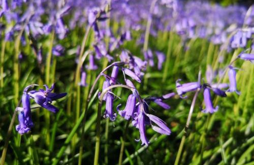 Llanybri Chalet De Esquí | Primrose 20-Woodland Lodges-Carmarthen-Pembroke