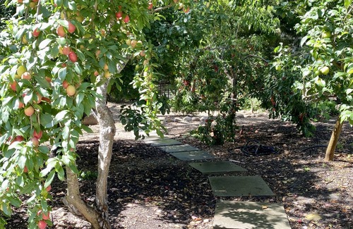 Montecito Casa | Private oak tree bungalow in the heart of Montecito!