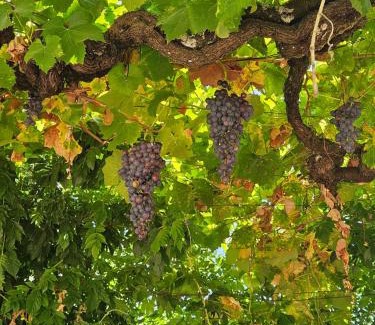 Peso da Regua Apartamento | Quinta de Sobre a Fonte Charming Apartments - traditional winery